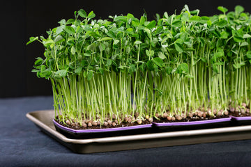 Speckled Pea Microgreens