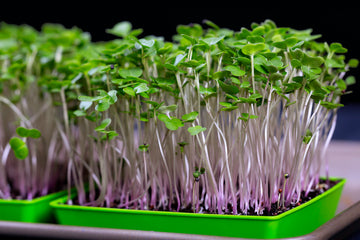 Red Russian Kale Microgreens