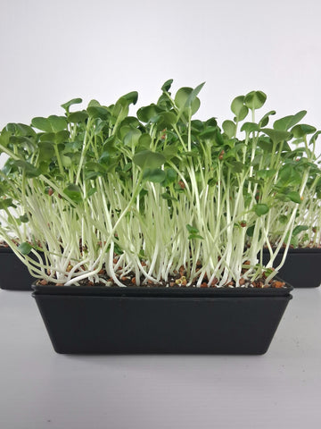 Daikon Radish Microgreens