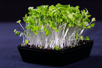 Mizuna Microgreens