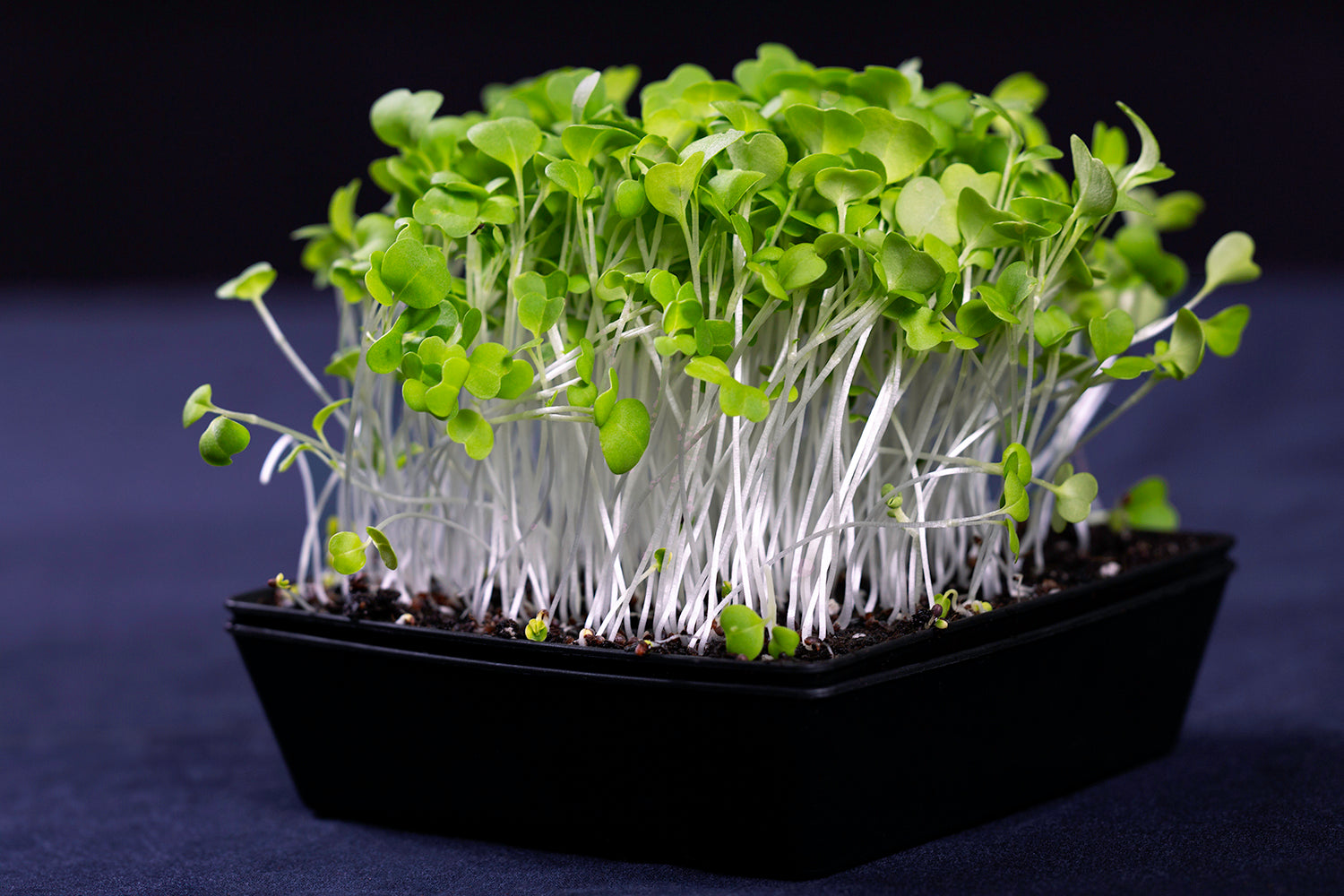 Mizuna Microgreens - Sample