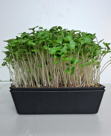Broccoli Microgreens