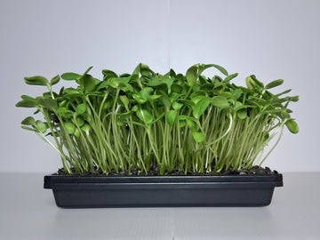 Sunflower Shoots